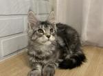 Ostin - Maine Coon Cat For Sale - NY, US