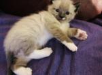 Milky - Ragdoll Cat For Sale - WI, US