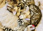 Miso's Kittens - Bengal Cat For Sale - Brooklyn Park, MN, US