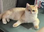 Black Golden Chinchilla boy - British Shorthair Cat For Sale - NY, US