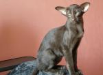 Maguro - Oriental Cat For Sale - Pembroke Pines, FL, US