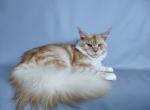 Silver Earl - Maine Coon Cat For Sale - Los Angeles, CA, US