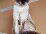 Goliath - Balinese Cat For Sale - Brooklyn, NY, US