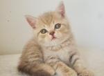 Lucas - Scottish Straight Cat For Sale - Miami, FL, US