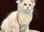 Alex - Maine Coon Cat For Sale - Irvine, CA, US