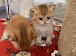 Kittens - British Shorthair Cat For Sale - Brooklyn, NY, US