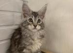 Vegas - Maine Coon Cat For Sale - NY, US