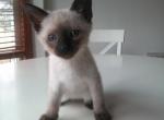 Seal Point Siamese Male Kitten - Siamese Cat For Sale - Dunn, NC, US