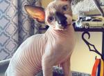 Sphynx male kitten - Sphynx Cat For Sale - Brooklyn, NY, US