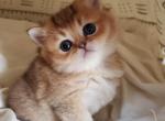 Gorgeous GOLDENS - British Shorthair Cat For Sale - Grand Rapids, MI, US