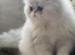 Grayson x Sahara - Persian Cat For Sale - Nashville, TN, US