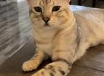Chiefy - Savannah Cat For Sale - Las Vegas, NV, US