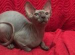 Athena - Sphynx Cat For Sale - Pembroke Pines, FL, US