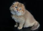 Xander - Scottish Fold Cat For Sale - Hollywood, FL, US