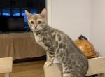 Lisas Bengals - Bengal Cat For Sale - Attleboro, MA, US