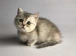 Alushka - Munchkin Cat For Sale - Norwalk, CT, US