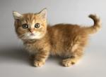 Zaraspain - Munchkin Cat For Sale - Norwalk, CT, US