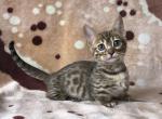 Yummyan - Munchkin Cat For Sale - Norwalk, CT, US