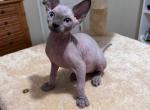 Sphinx male kitten - Sphynx Cat For Sale - Orlando, FL, US