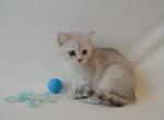 Scottish - Scottish Straight Cat For Sale - Vancouver, WA, US