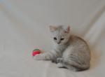 Scottish 2 - Scottish Straight Cat For Sale - Vancouver, WA, US