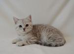 Scottish 4 - Scottish Straight Cat For Sale - Vancouver, WA, US