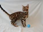 Bengal Male - Bengal Cat For Sale - Vancouver, WA, US