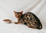 Bengal Female - Bengal Cat For Sale - Vancouver, WA, US