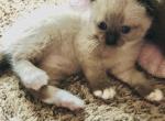 Brice - Scottish Fold Cat For Sale - WI, US