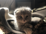 Pluto - Munchkin Cat For Sale - Denver, CO, US