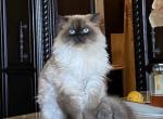 Himalayans Litter - Himalayan Cat For Sale - Tampa, FL, US