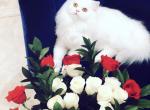 DollFace Persian Litter - Persian Cat For Sale - Tampa, FL, US