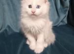 Loki - Maine Coon Cat For Sale - Fairfax, VA, US