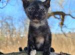 Ruby - Peterbald Cat For Sale - Boston, MA, US