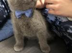 Toulouse - British Shorthair Cat For Sale - Brookline, MA, US