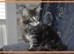 Rev 1 - Maine Coon Cat For Adoption - Manchester, NH, US