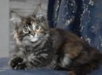 Rev 2 - Maine Coon Cat For Adoption - Manchester, NH, US