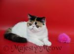 Katya - Exotic Cat For Sale - Yucca Valley, CA, US