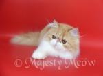 Samanta - Persian Cat For Sale - Yucca Valley, CA, US