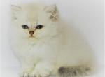 Asha - British Shorthair Cat For Sale - Hollywood, FL, US