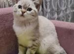 Totosha1 - Scottish Straight Cat For Sale - NY, US