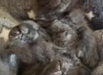 CANADA X XAIER LITTER Blue Polydactyl - Maine Coon Cat For Sale - Crestview, FL, US