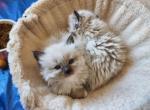 Taye's March 12th  Litter - Ragdoll Cat For Sale - Attica, MI, US