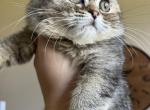 Scottish fold brown female - Scottish Fold Cat For Sale - Houston, TX, US