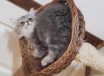 Persian kitten - Persian Cat For Sale - Greenville, OH, US