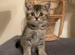 Lika - Scottish Fold Cat For Sale - Philadelphia, PA, US