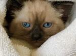 Siamese Seal Point kittens - Siamese Cat For Sale - Louisville, KY, US