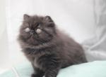 Zach - Persian Cat For Sale - Hollywood, FL, US