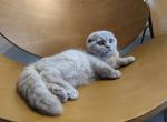 Lolik - Scottish Fold Cat For Sale - Hollywood, FL, US