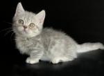 Xoneyboom - Munchkin Cat For Sale - Hollywood, FL, US